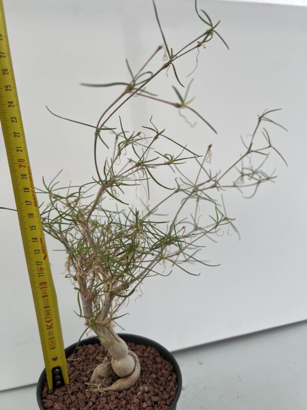 SUCCULON — Euphorbia hedyotoides — SUC-260927-813I