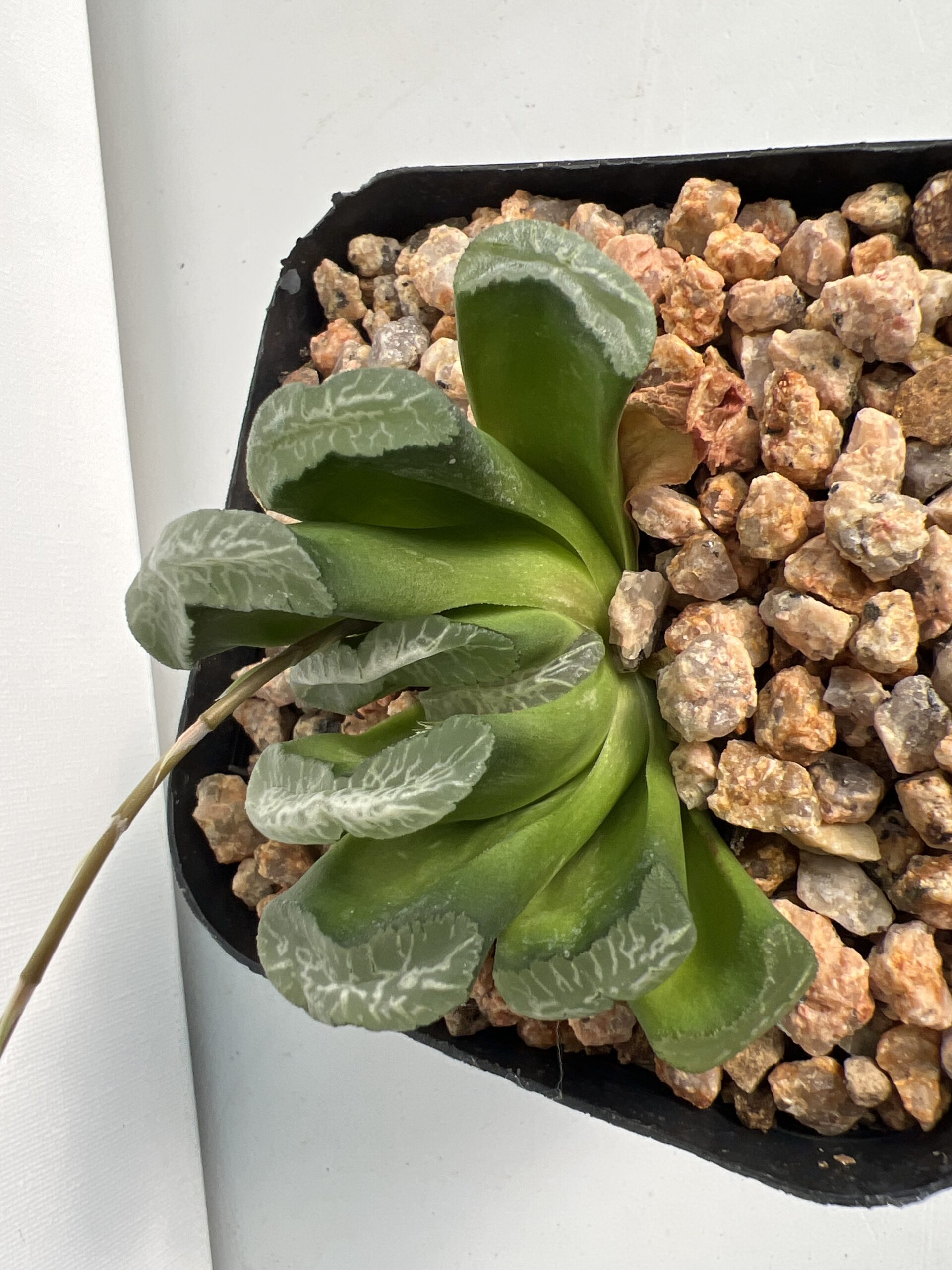 SUCCULON — Haworthia truncata “Magunihu-Ka-N” — SUC-260927-PQ7I