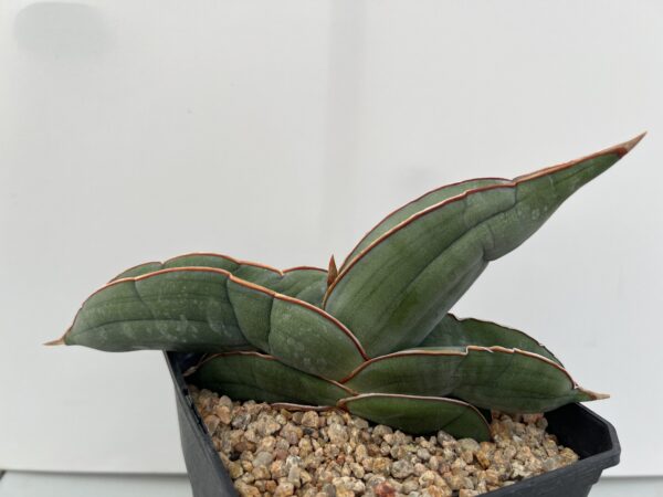 SUCCULON — Sansevieria Banana — SUC-260927-7IIT