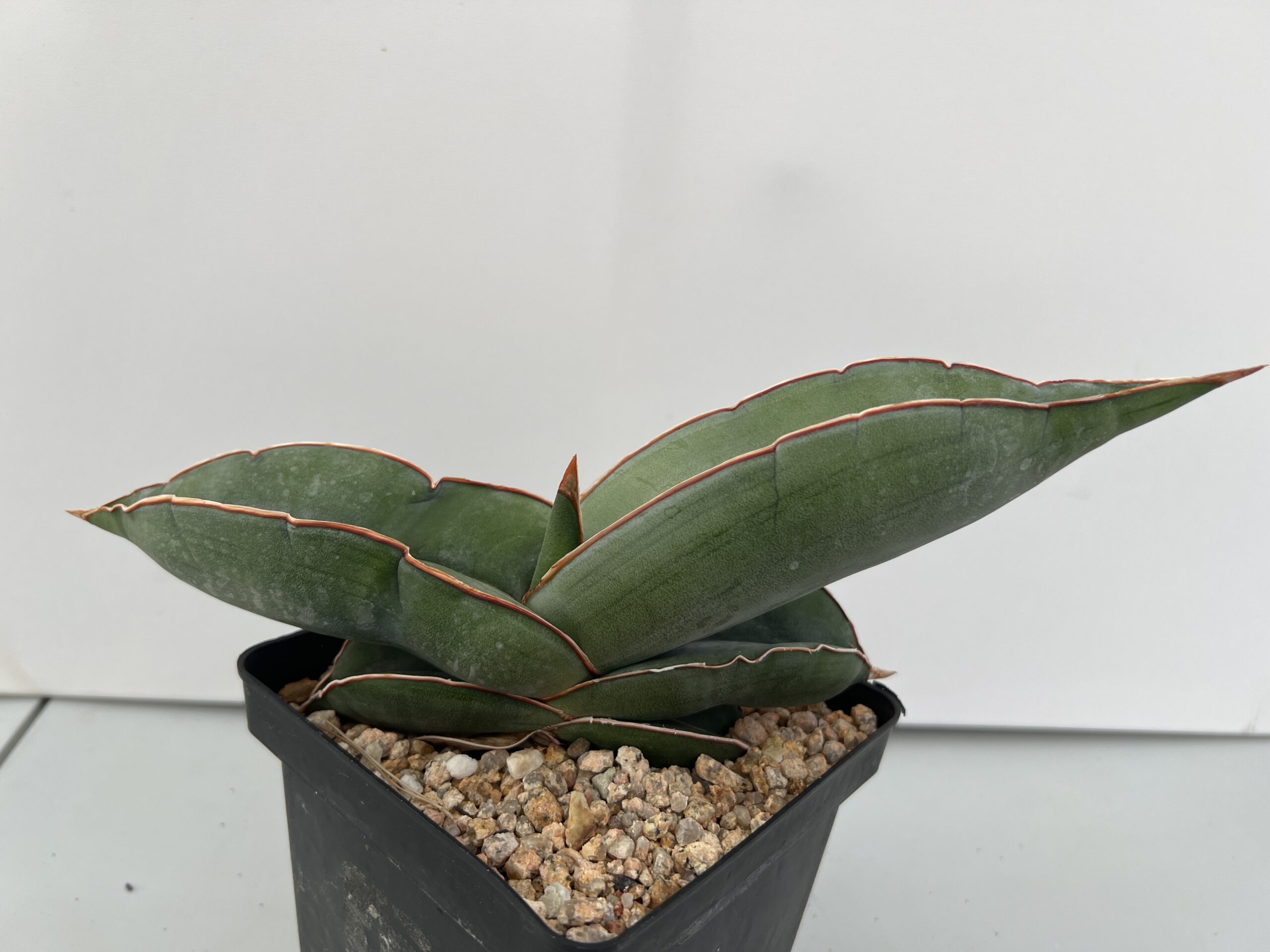 SUCCULON — Sansevieria Banana — SUC-260927-04BI