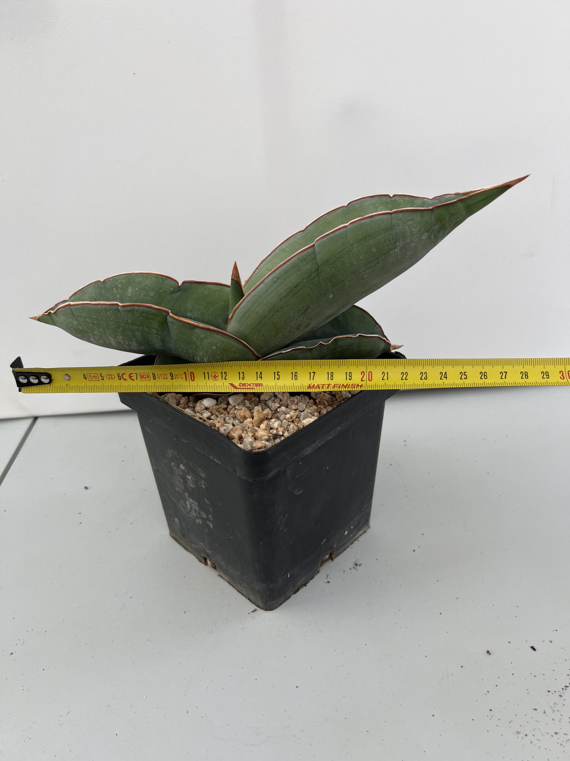SUCCULON — Sansevieria Banana — SUC-260927-04BI