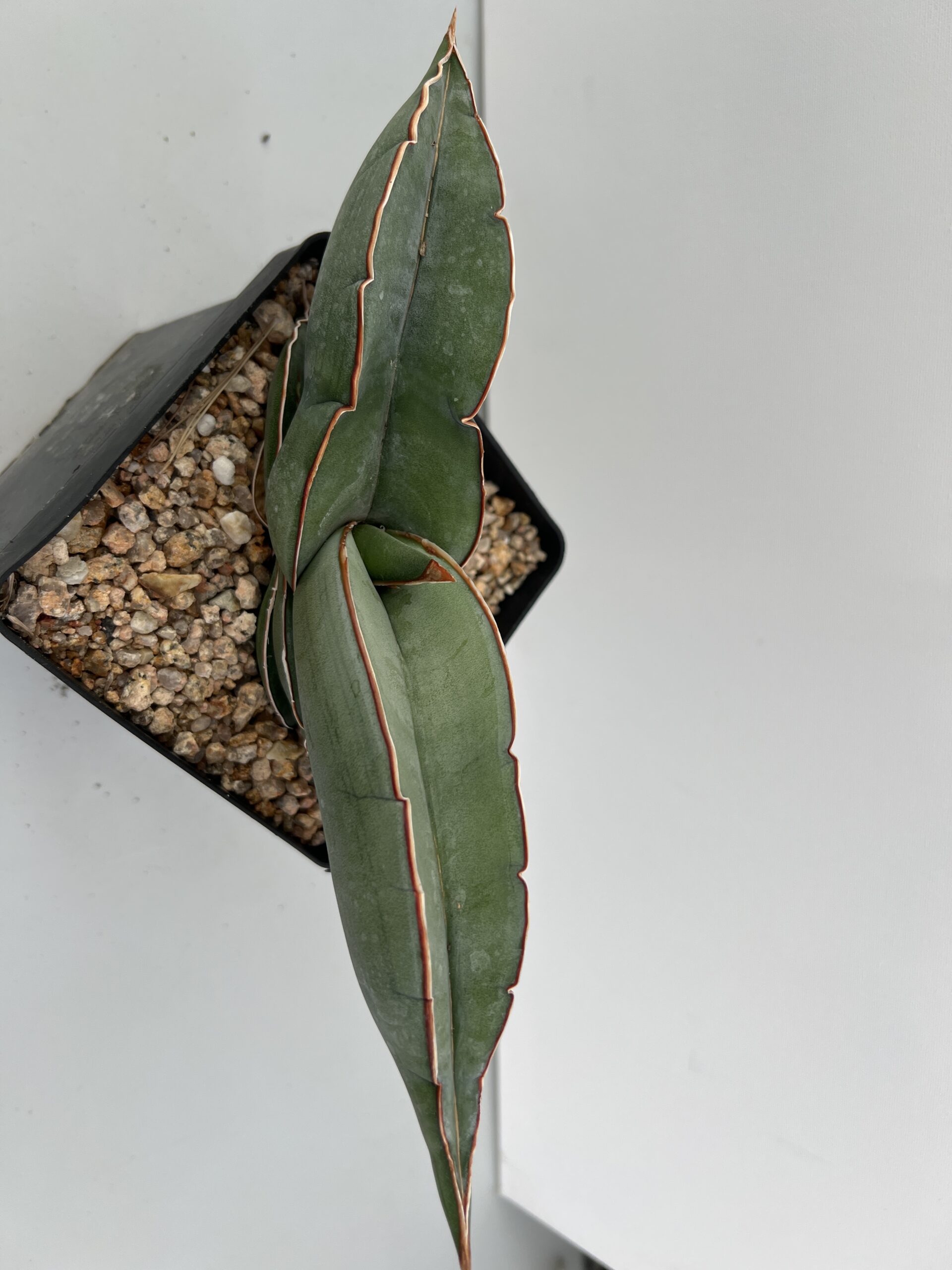 SUCCULON — Sansevieria Banana — SUC-260927-04BI