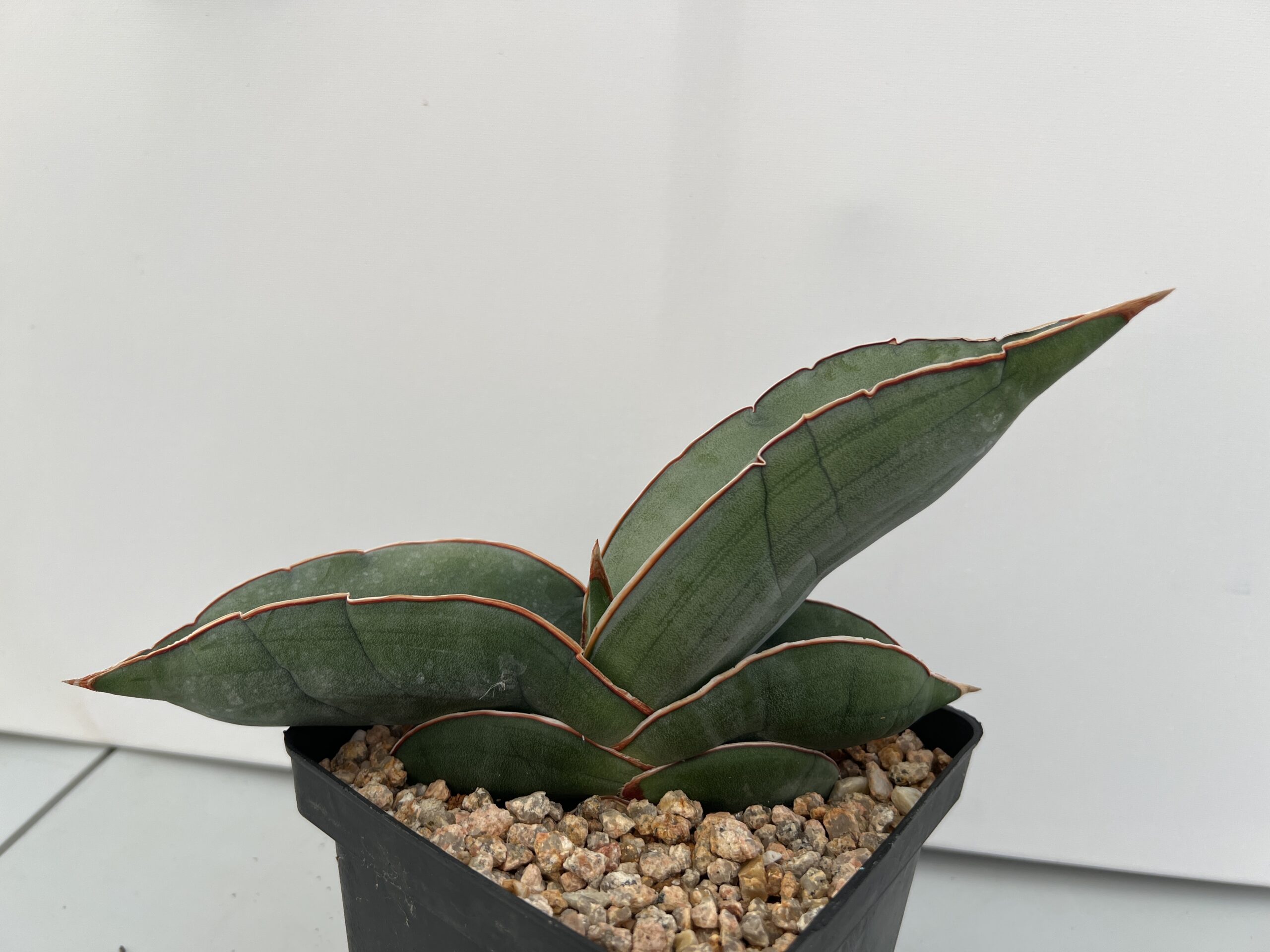 SUCCULON — Sansevieria Banana — SUC-260927-P28J