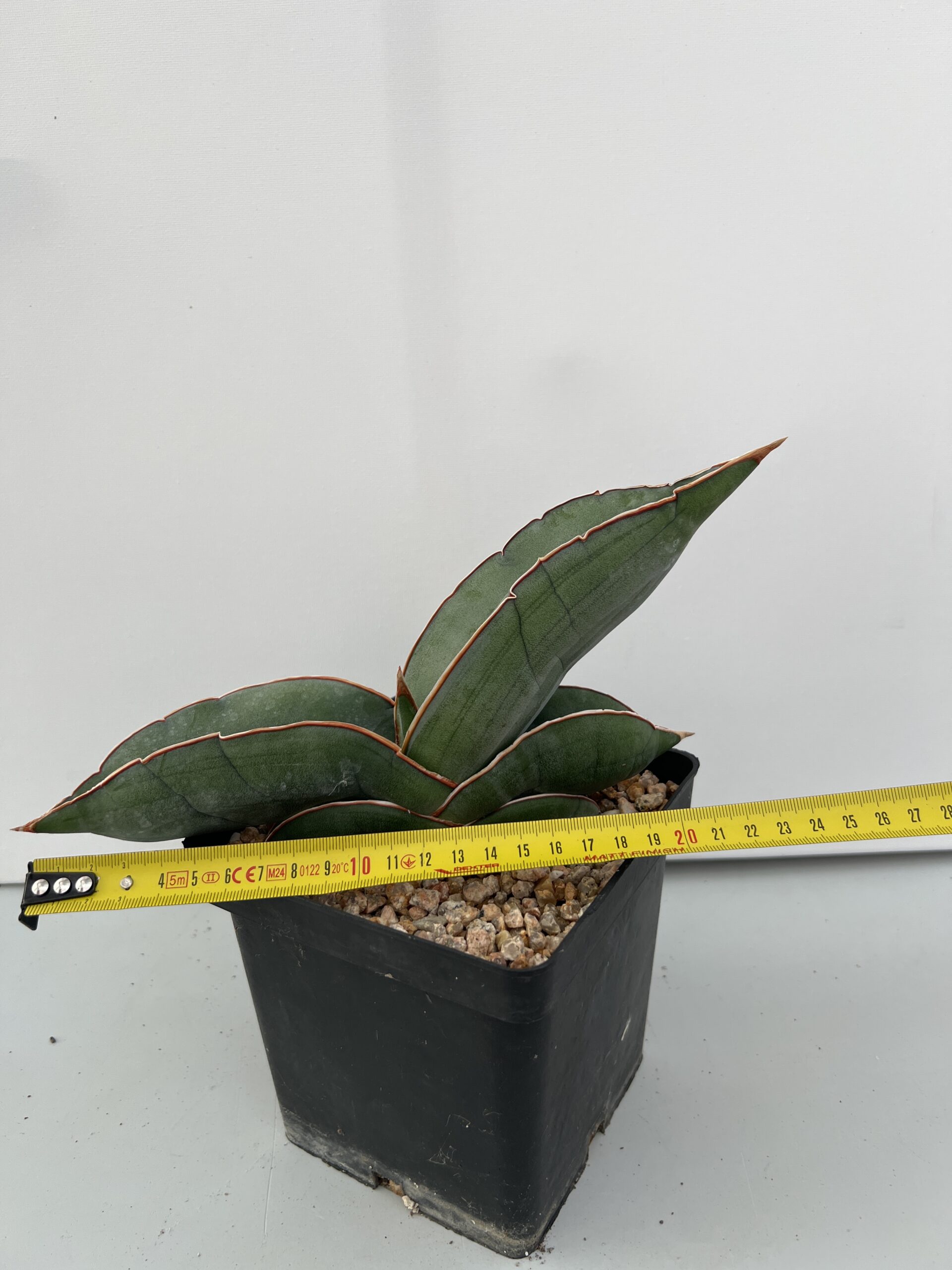 SUCCULON — Sansevieria Banana — SUC-260927-P28J