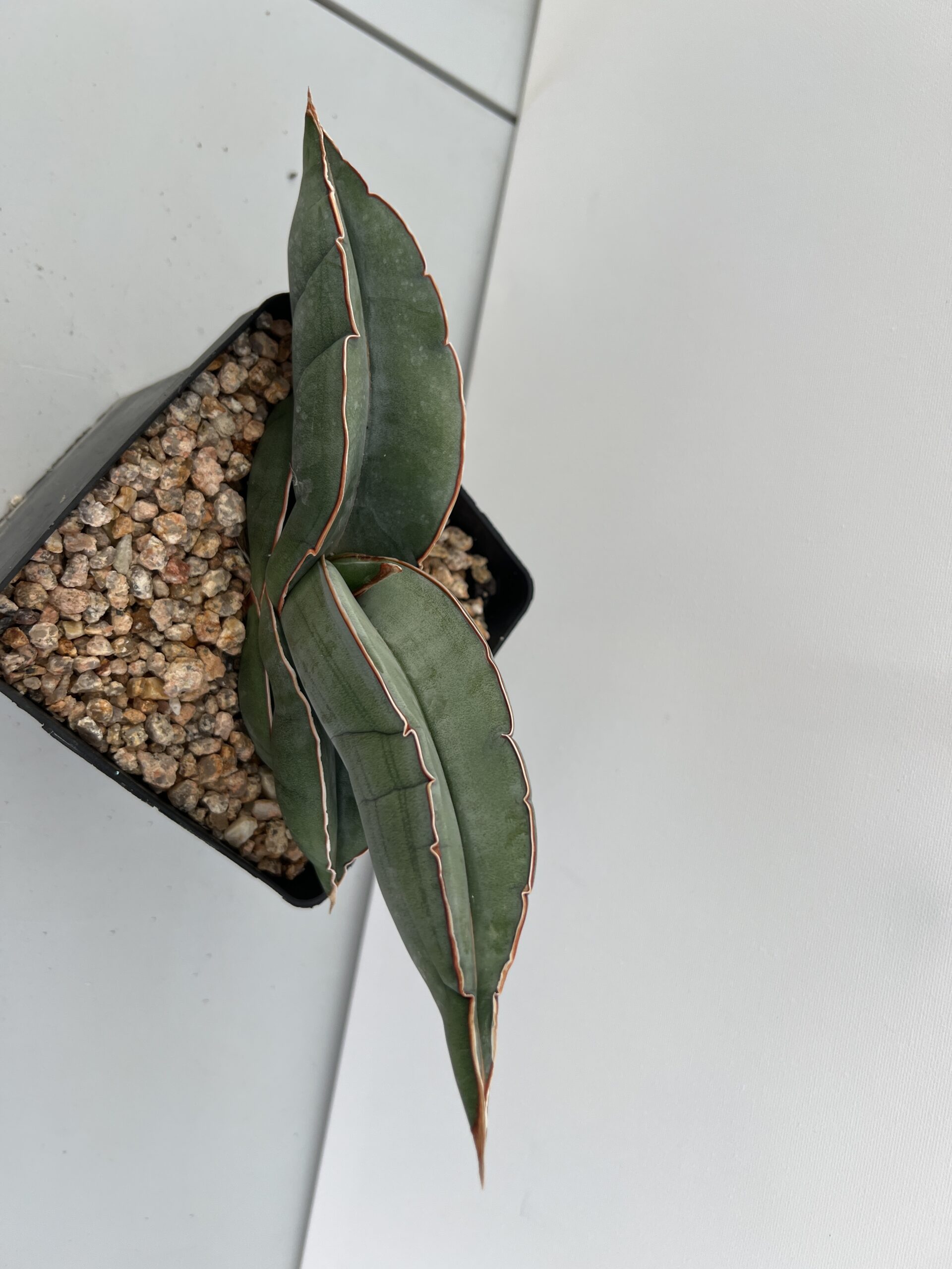 SUCCULON — Sansevieria Banana — SUC-260927-P28J