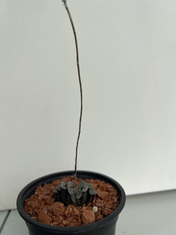 SUCCULON — Haworthia truncata — SUC-260927-88GH