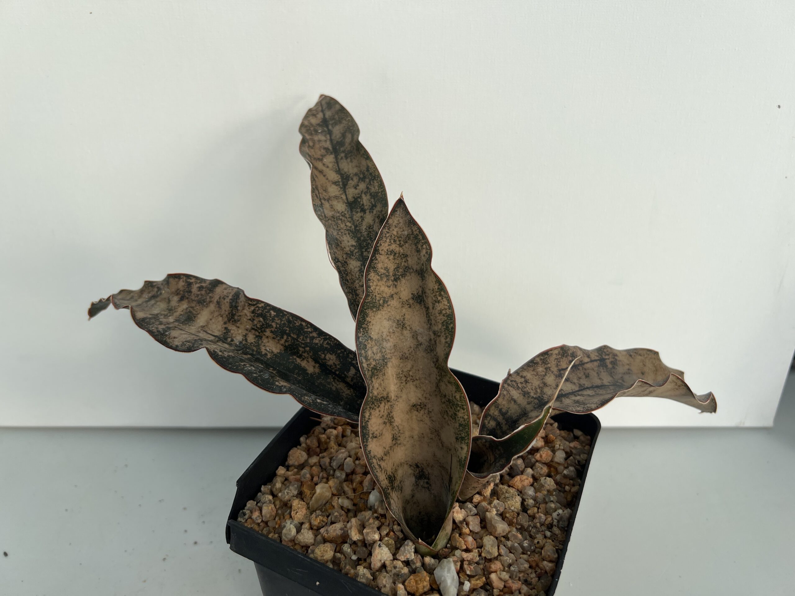 SUCCULON — Sansevieria kirkii “Copertone” — SUC-260928-ZIPN