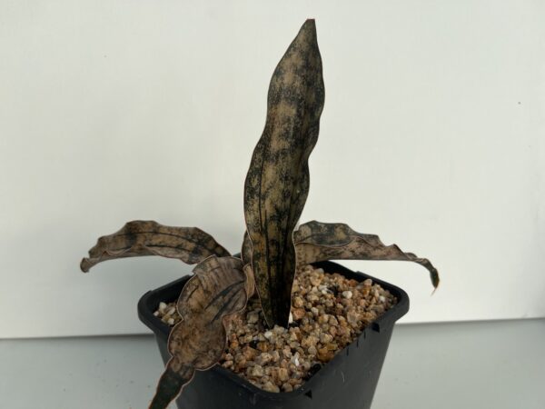 SUCCULON — Sansevieria kirkii “Copertone” — SUC-260928-V7LP