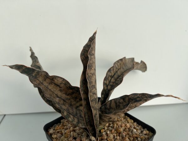 SUCCULON — Sansevieria kirkii “Copertone” — SUC-260928-6K2R