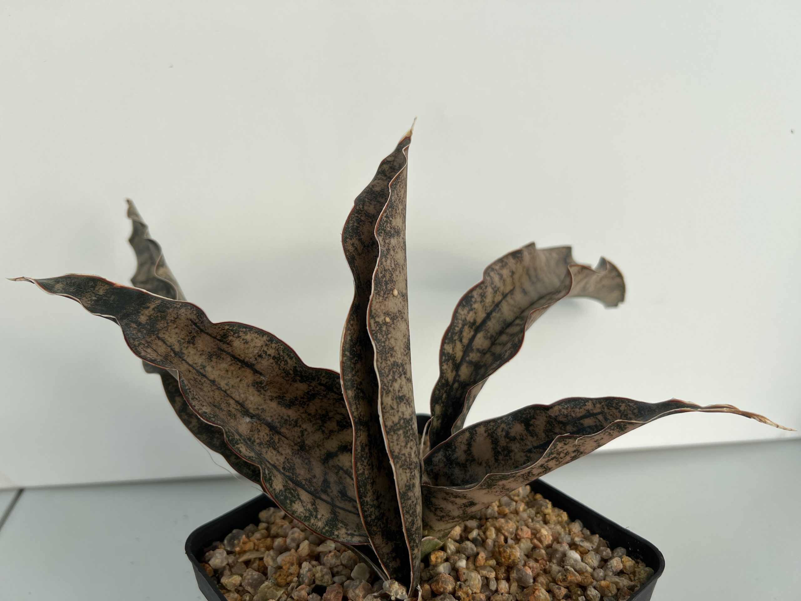 SUCCULON — Sansevieria kirkii “Copertone” — SUC-260928-6K2R