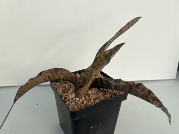SUCCULON — Sansevieria kirkii “Copertone” — SUC-260928-X1NA