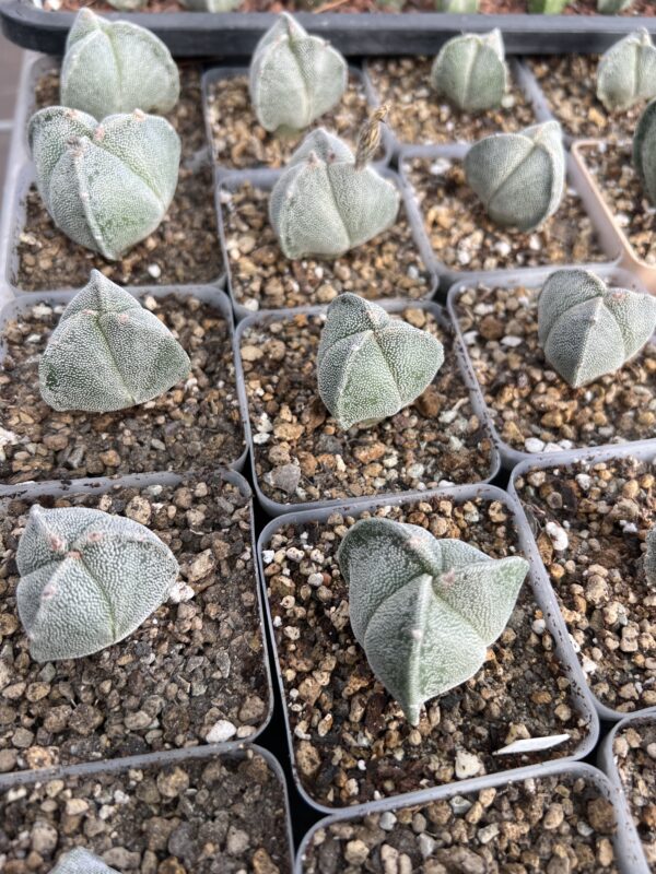 Astrophytum myriostigma tricostatum