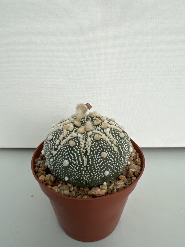 SUCCULON — Astrophytum asterias CV. Hanazono — SUC-260929-94X0