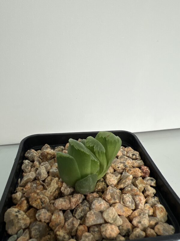 SUCCULON — Haworthia truncata “Lime green” — SUC-260927-4S1Q