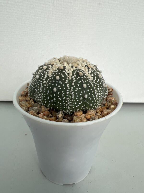 SUCCULON — Astrophytum asterias CV. Hanazono — SUC-260929-VB01