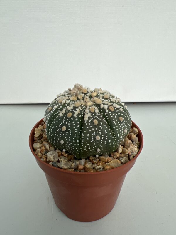 SUCCULON — Astrophytum asterias CV. Hanazono — SUC-260929-Q7WG