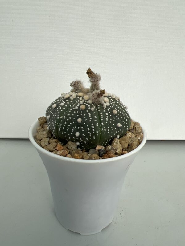 SUCCULON — Astrophytum asterias CV. Hanazono — SUC-260929-FCRL