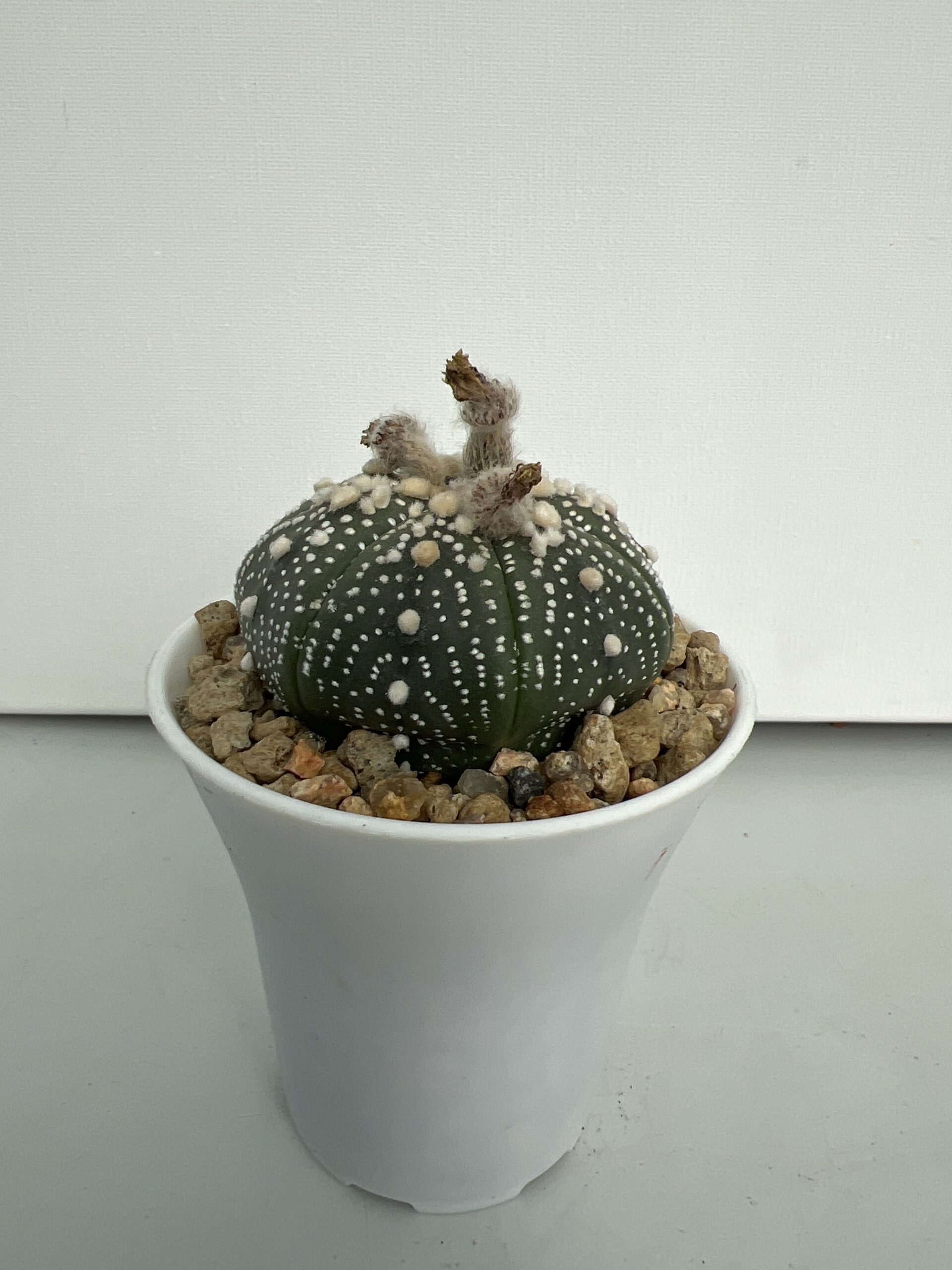 SUCCULON — Astrophytum asterias CV. Hanazono — SUC-260929-FCRL