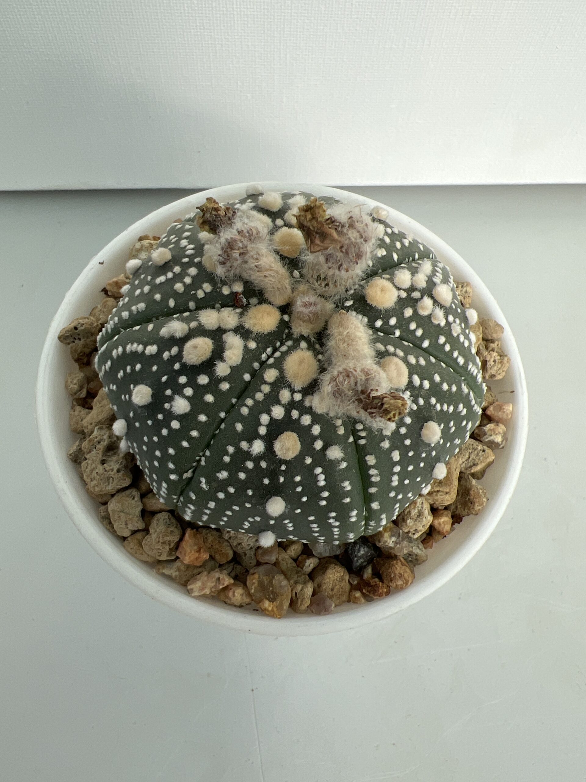 SUCCULON — Astrophytum asterias CV. Hanazono — SUC-260929-FCRL
