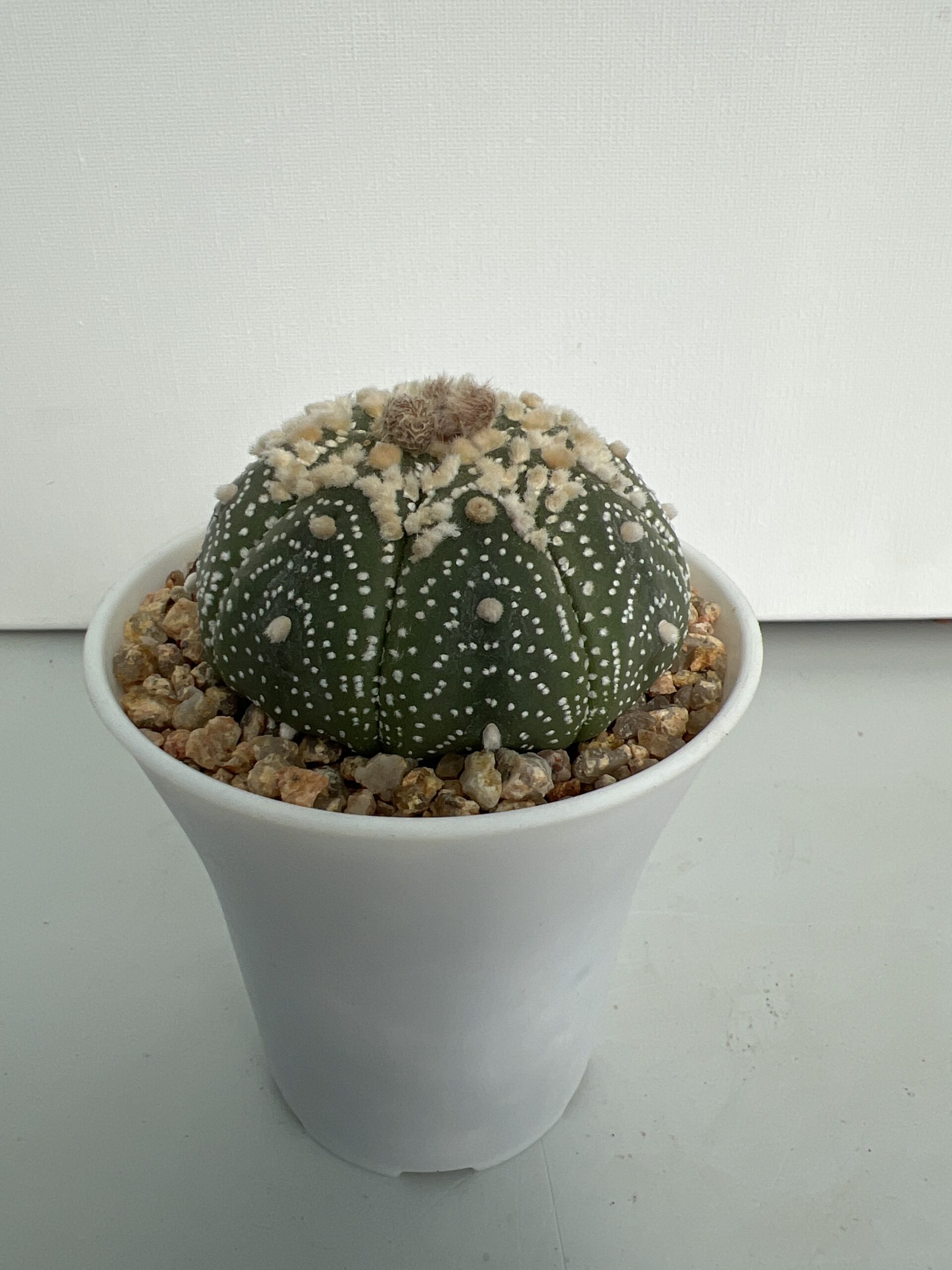 SUCCULON — Astrophytum asterias CV. Hanazono — SUC-260929-0YFD