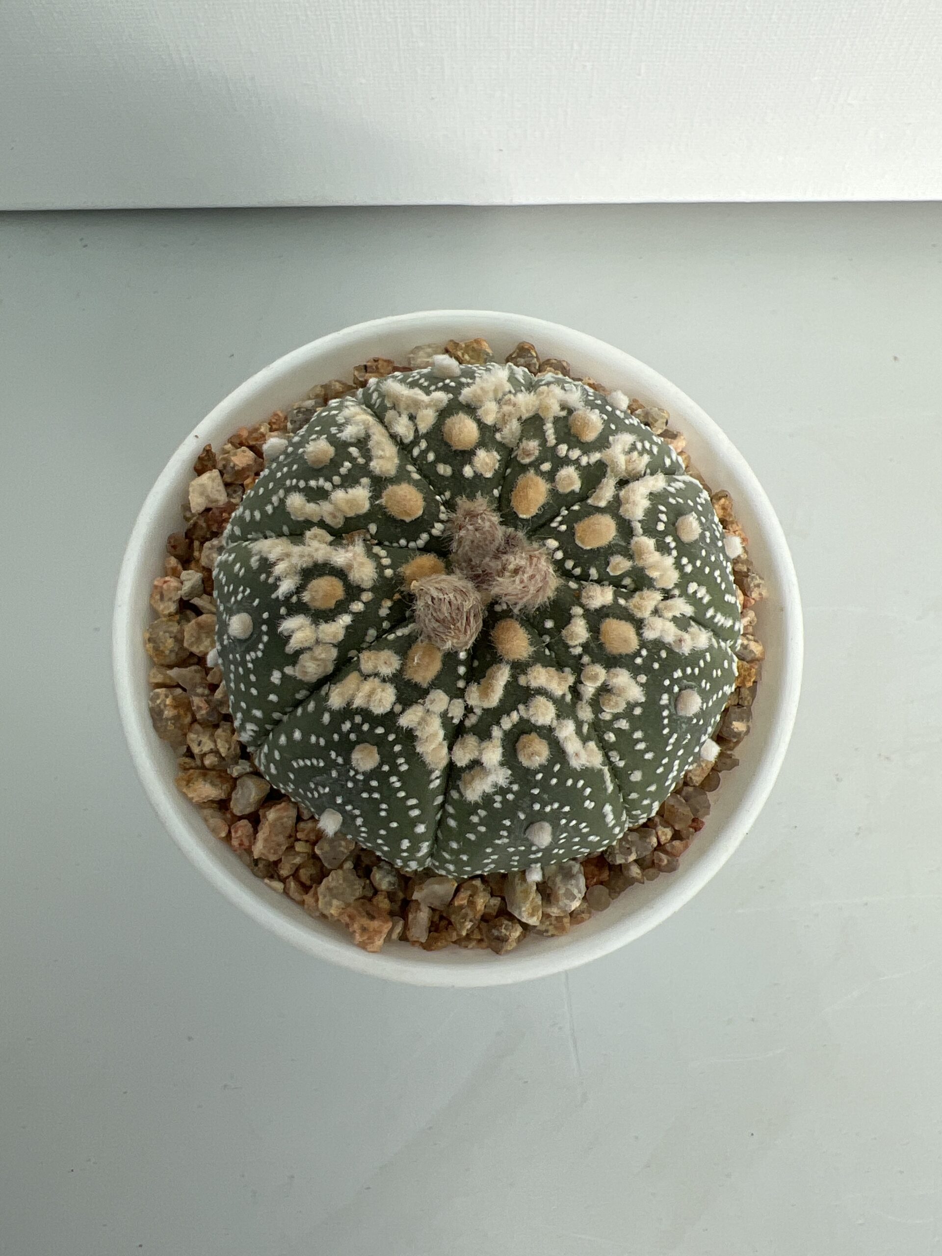 SUCCULON — Astrophytum asterias CV. Hanazono — SUC-260929-0YFD