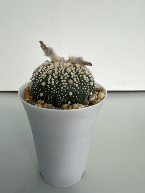 SUCCULON — Astrophytum asterias CV. Hanazono — SUC-260929-RTGK