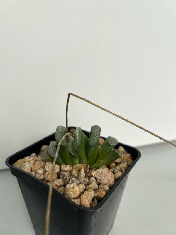 SUCCULON — Haworthia truncata “Magunihu-Ka-N” — SUC-260927-ZLDC