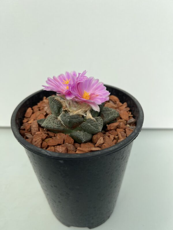 SUCCULON — Ariocarpus fissuratus Lloyds — SUC-260929-YAZU
