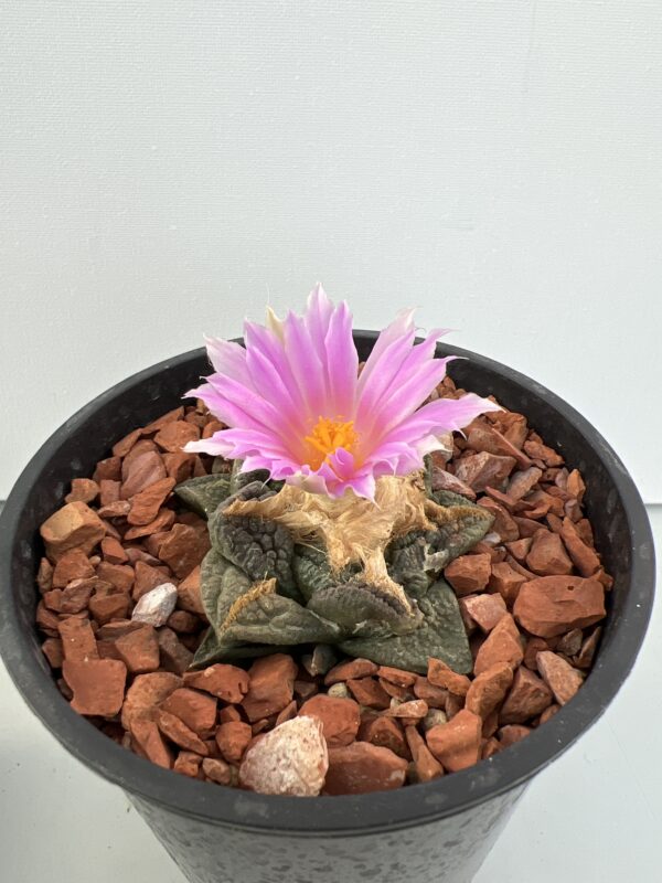 SUCCULON — Ariocarpus fissuratus fissuratus — SUC-260929-UNYJ