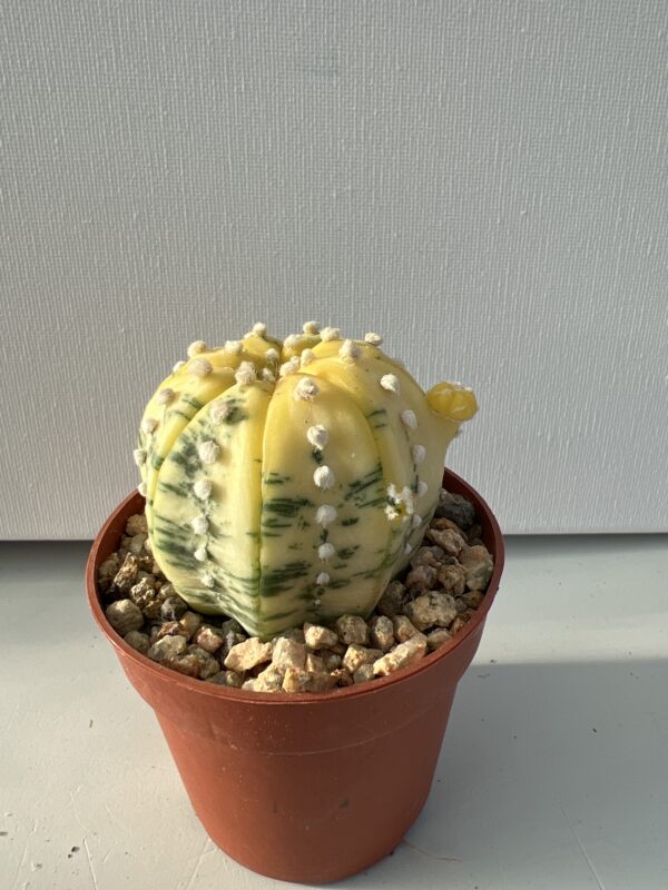 SUCCULON — Astrophytum asterias nudum variegatum — SUC-260929-AJUL