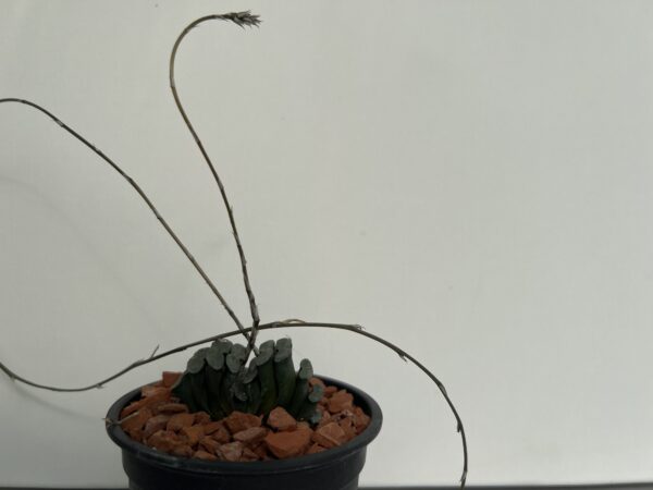 SUCCULON — Haworthia truncata — SUC-260927-RS4Y