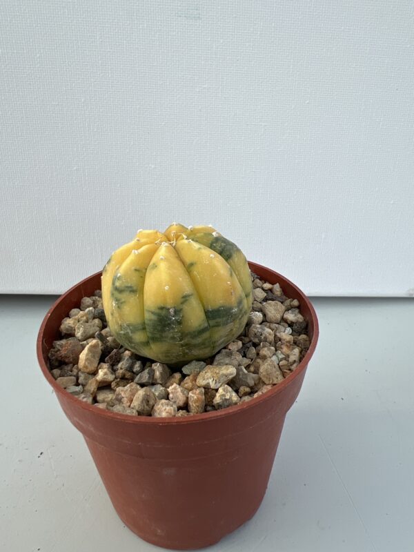 SUCCULON — Astrophytum asterias nudum variegatum — SUC-260929-VJPQ