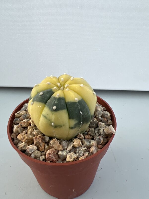 SUCCULON — Astrophytum asterias nudum variegatum — SUC-260929-EOFP