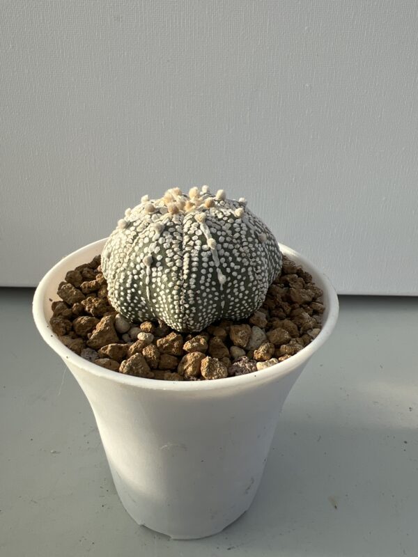 SUCCULON — Astrophytum asterias CV. Miracle — SUC-260929-BZHM