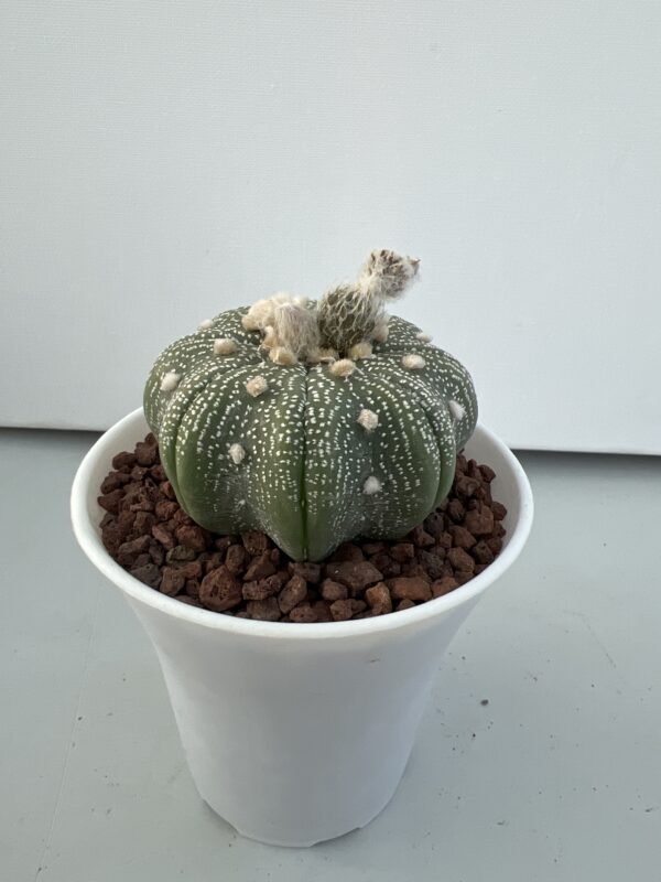 SUCCULON — Astrophytum asterias CV. Star Shape — SUC-260929-KJYU