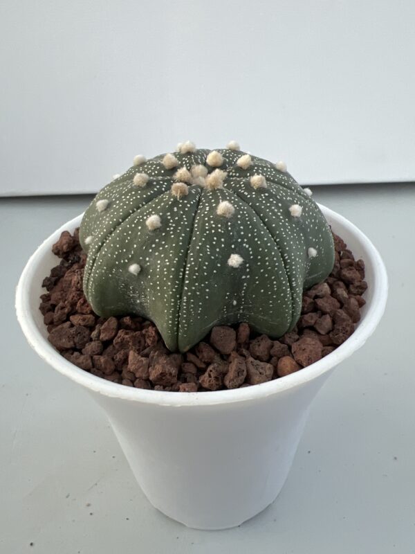 SUCCULON — Astrophytum asterias CV. Star Shape — SUC-260929-NMSV