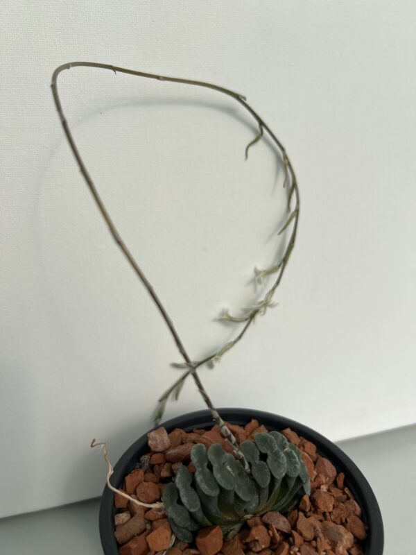 SUCCULON — Haworthia truncata — SUC-260927-175M