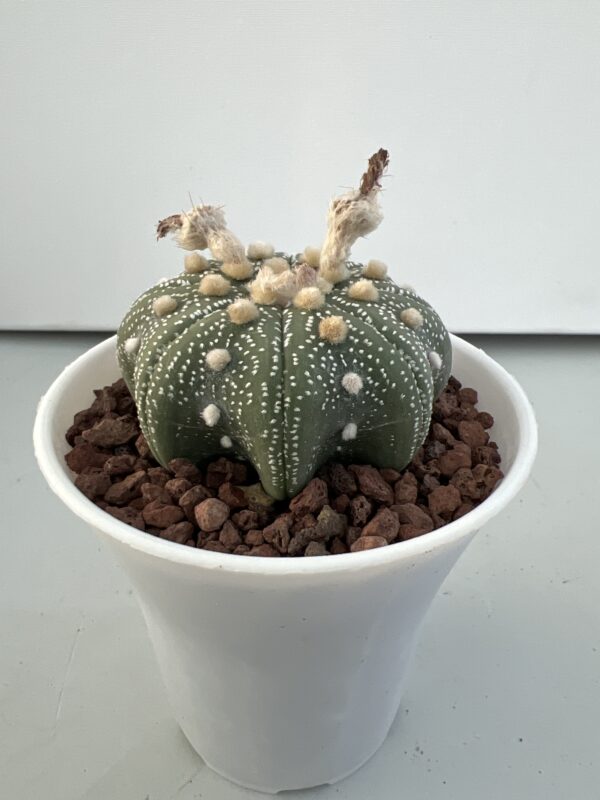 SUCCULON — Astrophytum asterias CV. Star Shape — SUC-260929-N7EM