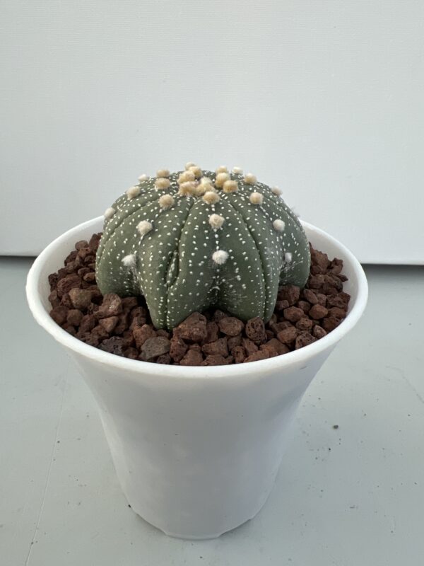 SUCCULON — Astrophytum asterias CV. Star Shape — SUC-260929-CARH