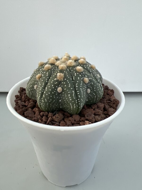 SUCCULON — Astrophytum asterias CV. Star Shape — SUC-260929-ZHSN