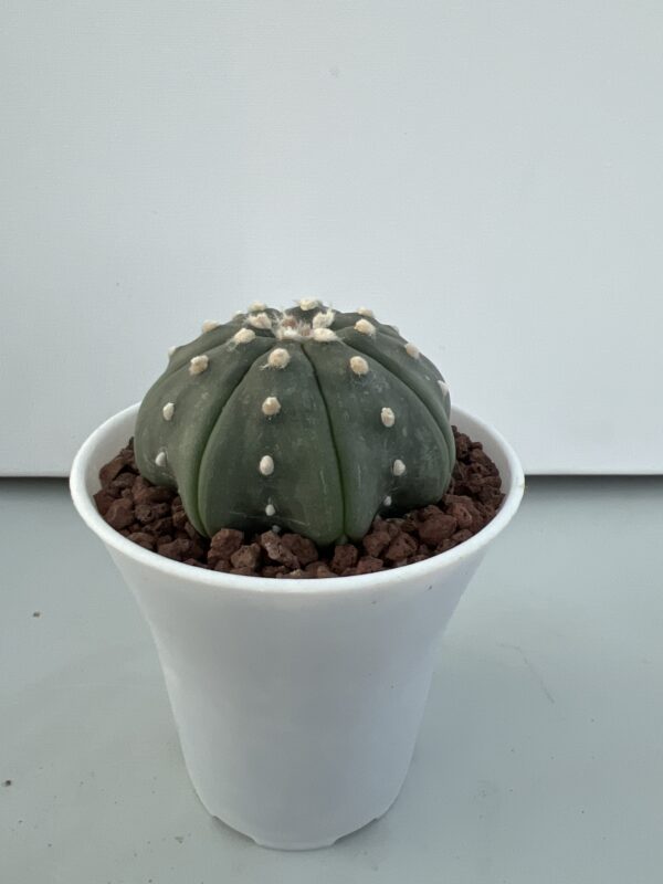 SUCCULON — Astrophytum asterias CV. Star Shape nudum — SUC-260929-ZSYB