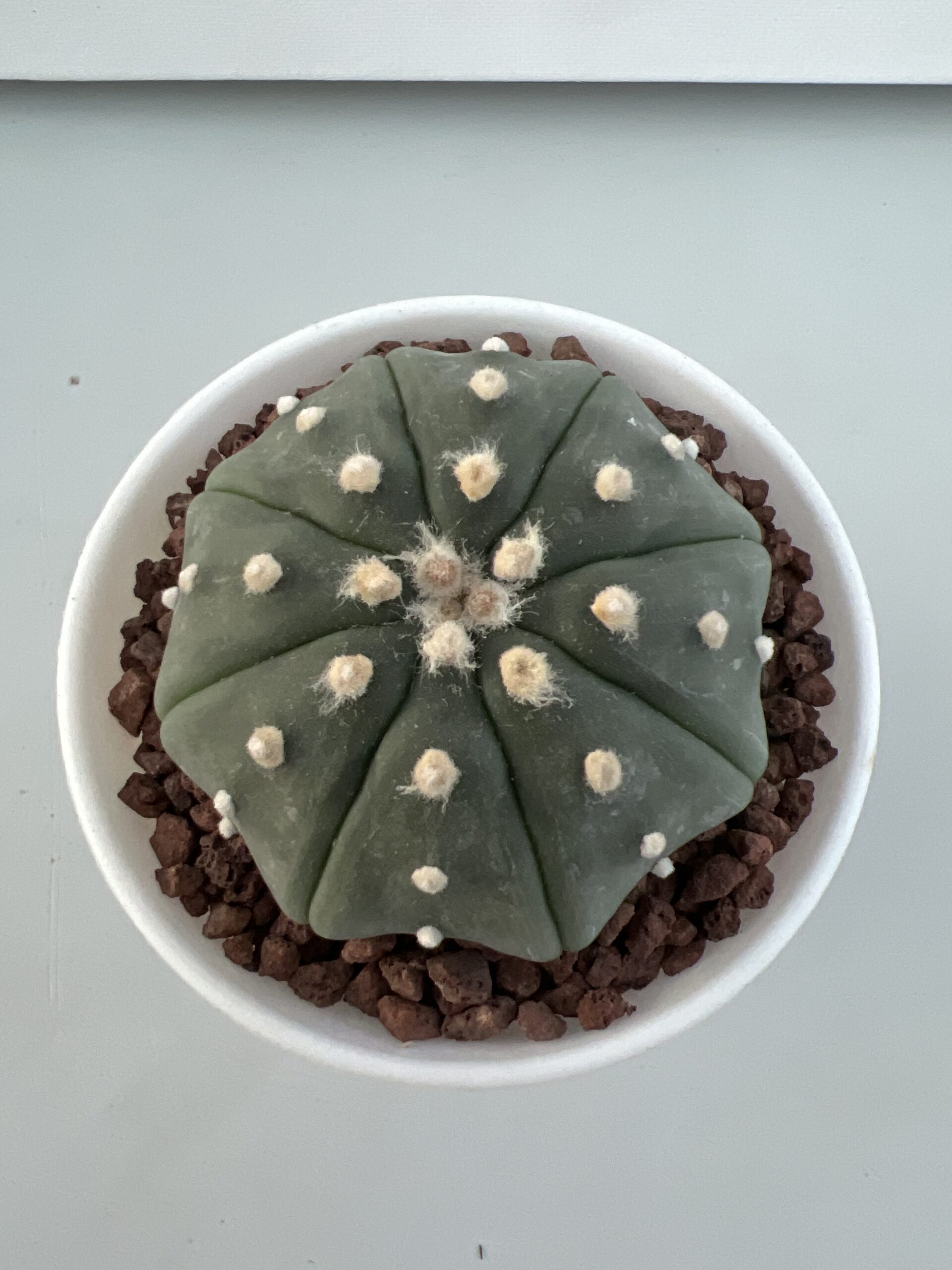 SUCCULON — Astrophytum asterias CV. Star Shape nudum — SUC-260929-ZSYB