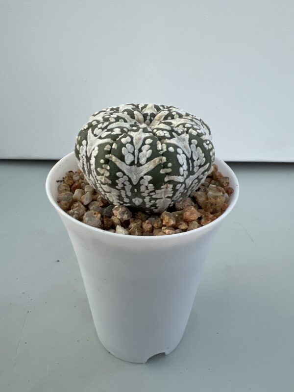 SUCCULON — Astrophytum asterias CV. Super Kabuto V-type — SUC-260929-OTKV