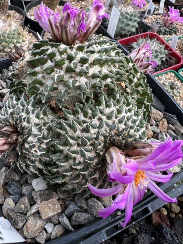 Ariocarpus kotschoubeyanus · 20 semillas