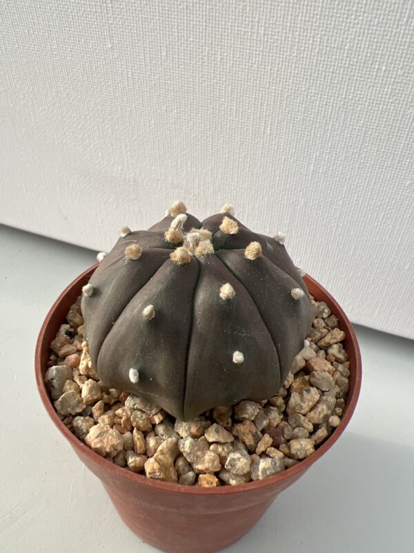 Astrophytum asterias nudum c.v. Purple Skin