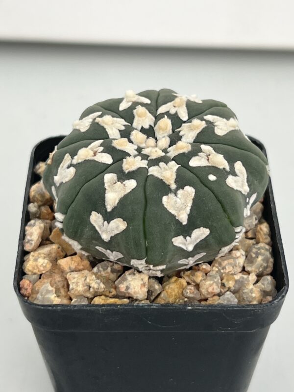 Astrophytum asterias nudum V-type