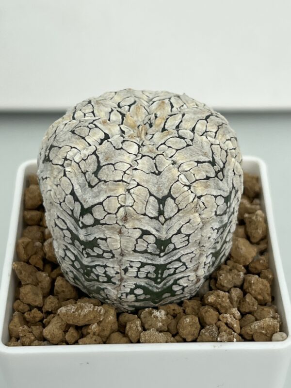 Astrophytum asterias Super Kabuto V-type