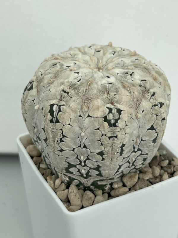 Astrophytum asterias Super Kabuto Snow V-type