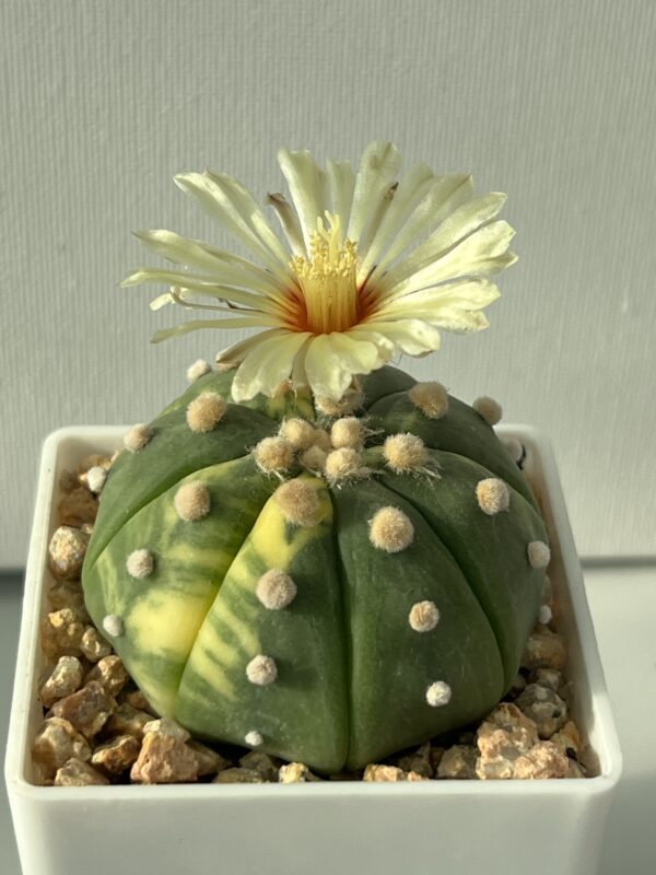 Astrophytum asterias nudum variegata