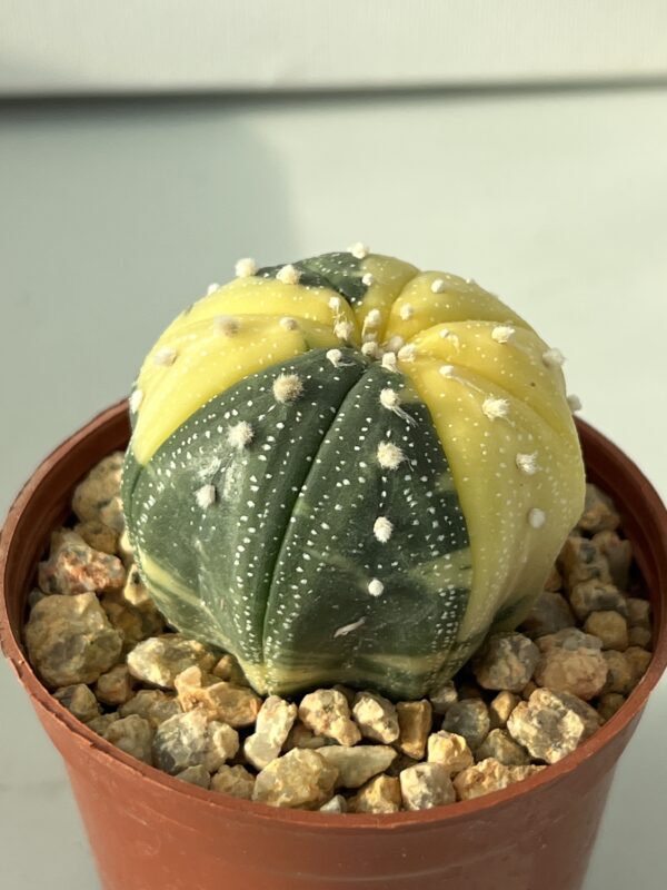 Astrophytum asterias variegata